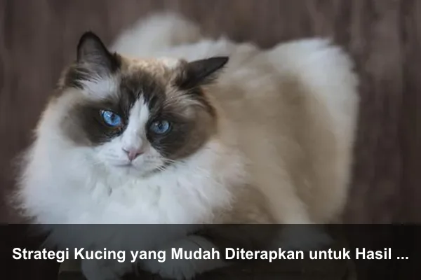 Strategi Kucing yang Mudah Diterapkan untuk Hasil Lebih Baik