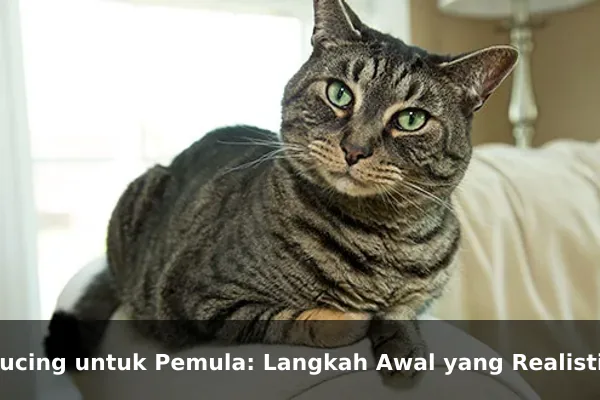 Kucing untuk Pemula: Langkah Awal yang Realistis