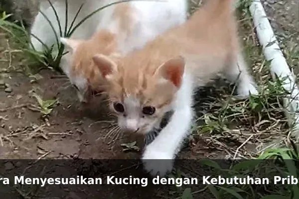 Cara Menyesuaikan Kucing dengan Kebutuhan Pribadi
