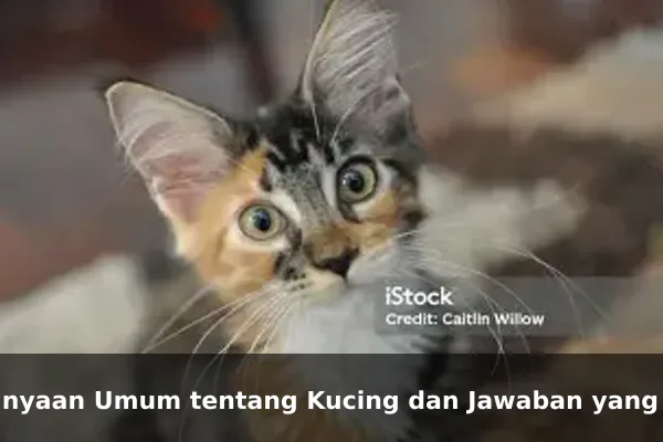 Pertanyaan Umum tentang Kucing dan Jawaban yang Membantu