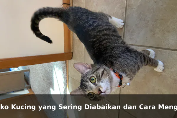 Risiko Kucing yang Sering Diabaikan dan Cara Menguranginya