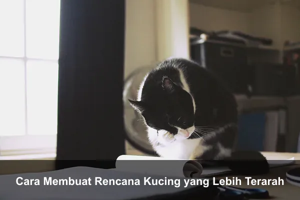 Cara Membuat Rencana Kucing yang Lebih Terarah