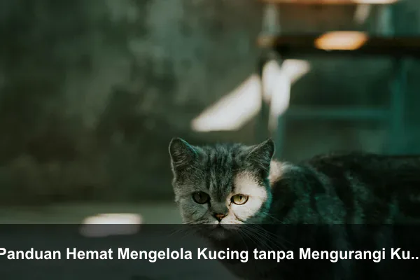 Panduan Hemat Mengelola Kucing tanpa Mengurangi Kualitas