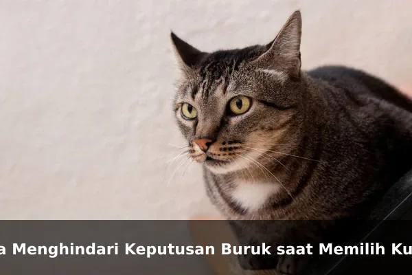Cara Menghindari Keputusan Buruk saat Memilih Kucing
