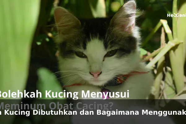 Kapan Kucing Dibutuhkan dan Bagaimana Menggunakannya