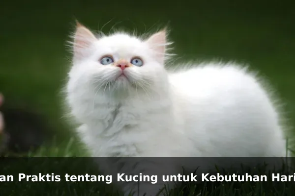 Saran Praktis tentang Kucing untuk Kebutuhan Harian
