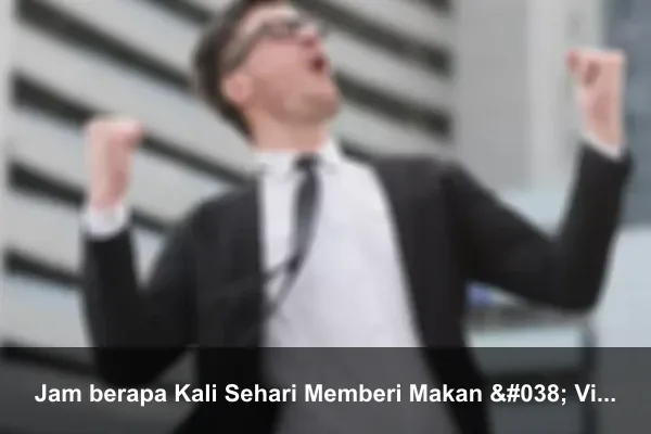 Jam berapa Kali Sehari Memberi Makan & Vitamin Ayam Bangkok agar Cepat Gemuk