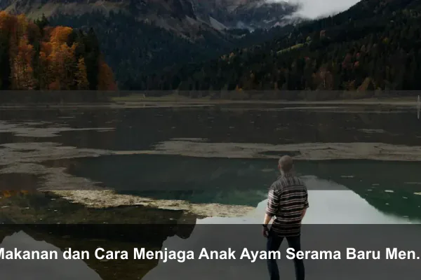 Makanan dan Cara Menjaga Anak Ayam Serama Baru Menetas