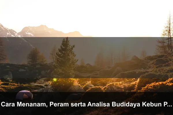 Cara Menanam, Peram serta Analisa Budidaya Kebun Pohon Pisang Cavendish