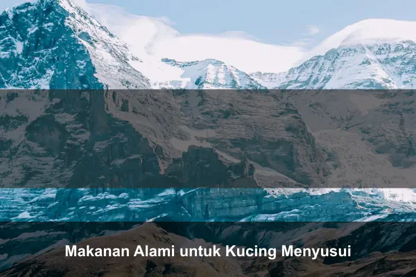 Makanan Alami untuk Kucing Menyusui