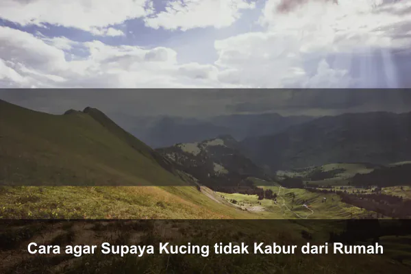 Cara agar Supaya Kucing tidak Kabur dari Rumah