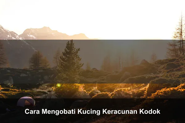 Cara Mengobati Kucing Keracunan Kodok