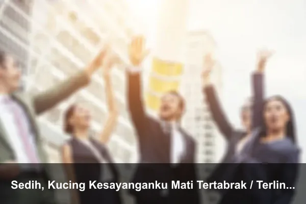 Sedih, Kucing Kesayanganku Mati Tertabrak / Terlindas Mobil