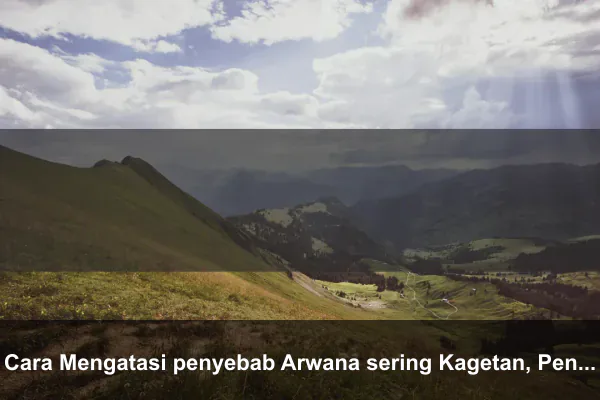 Cara Mengatasi penyebab Arwana sering Kagetan, Penakut (Takut Lampu, Orang)