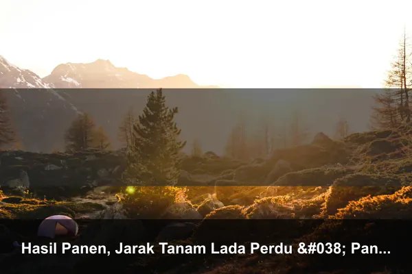 Hasil Panen, Jarak Tanam Lada Perdu & Panjat Per Hektar Batang Pohon