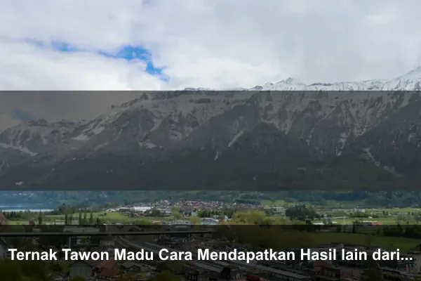 Ternak Tawon Madu Cara Mendapatkan Hasil lain dari Kebun Buah Salak
