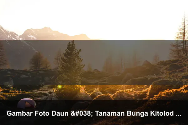 Gambar Foto Daun & Tanaman Bunga Kitolod Flower