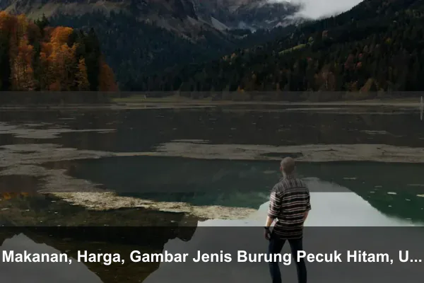 Makanan, Harga, Gambar Jenis Burung Pecuk Hitam, Ular & Padi Besar