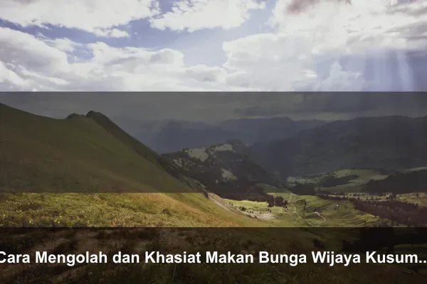 Cara Mengolah dan Khasiat Makan Bunga Wijaya Kusuma