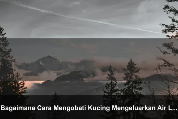 Bagaimana Cara Mengobati Kucing Mengeluarkan Air Liur Berbusa Berlebihan Terus Menerus?