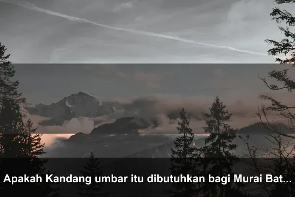 Apakah Kandang umbar itu dibutuhkan bagi Murai Batu dan Apa Fungsi Gebrak Bolak Balik Militer?