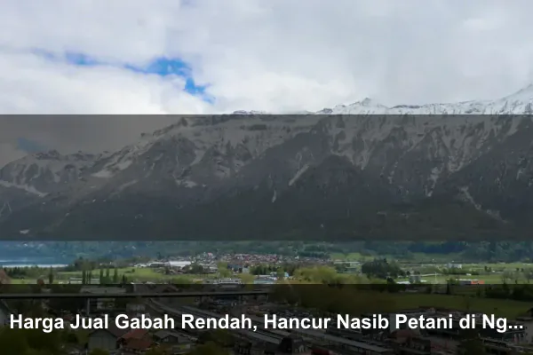 Harga Jual Gabah Rendah, Hancur Nasib Petani di Ngawi