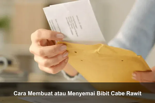 Cara Membuat atau Menyemai Bibit Cabe Rawit